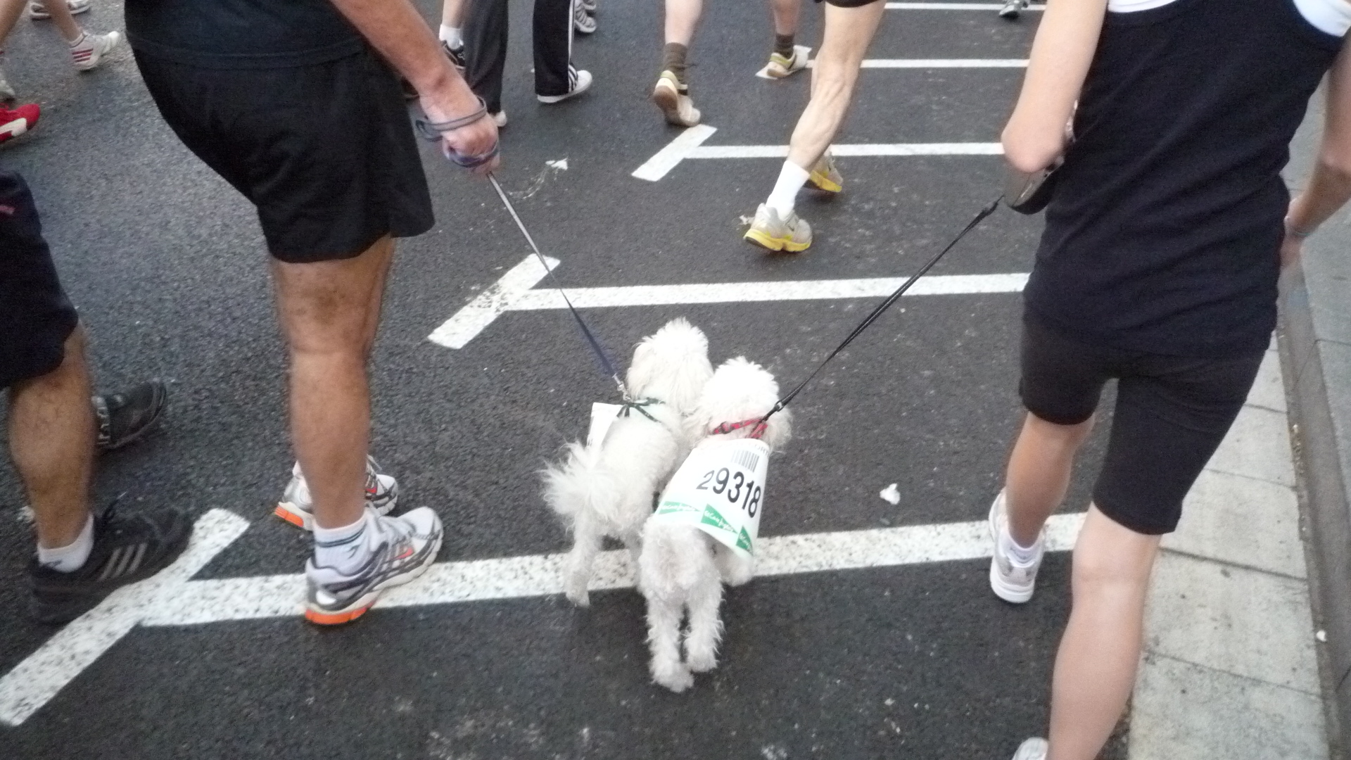 难道也是龙凤。。 难道也是龙凤。。