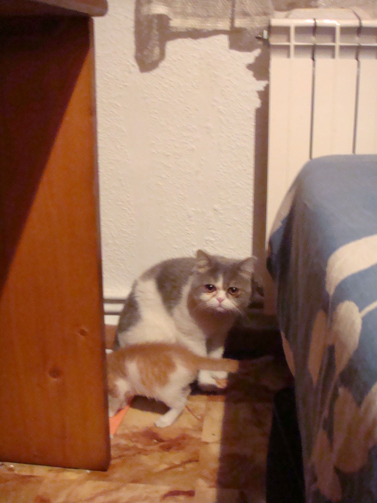 大猫就是看起来老奸巨猾了。