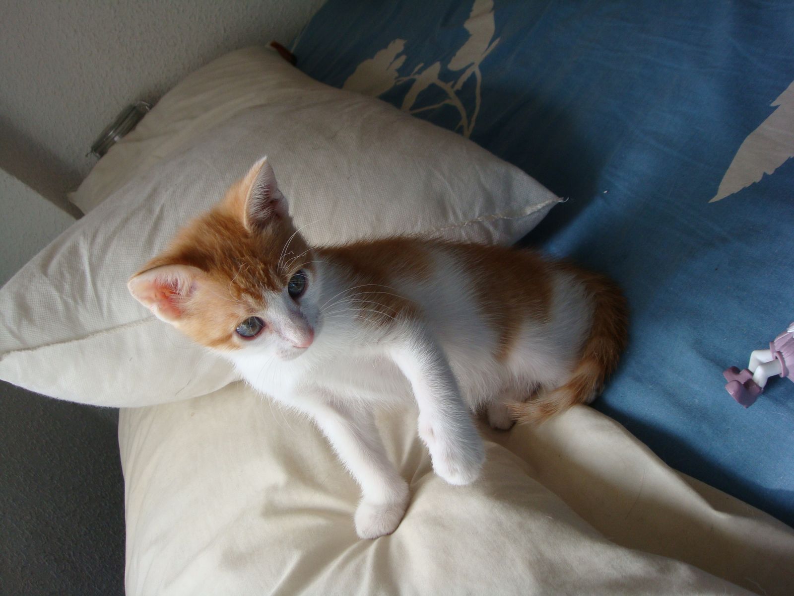 小姑娘的独照。