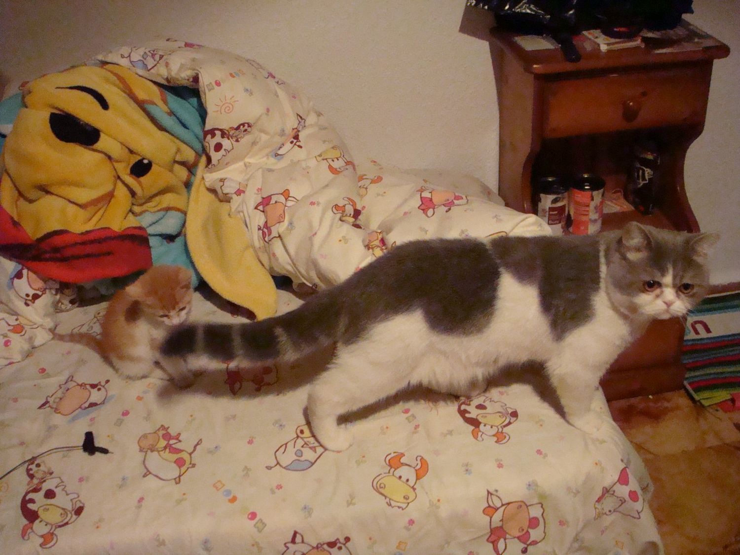 看看大猫小猫的差距吧。好小啊。