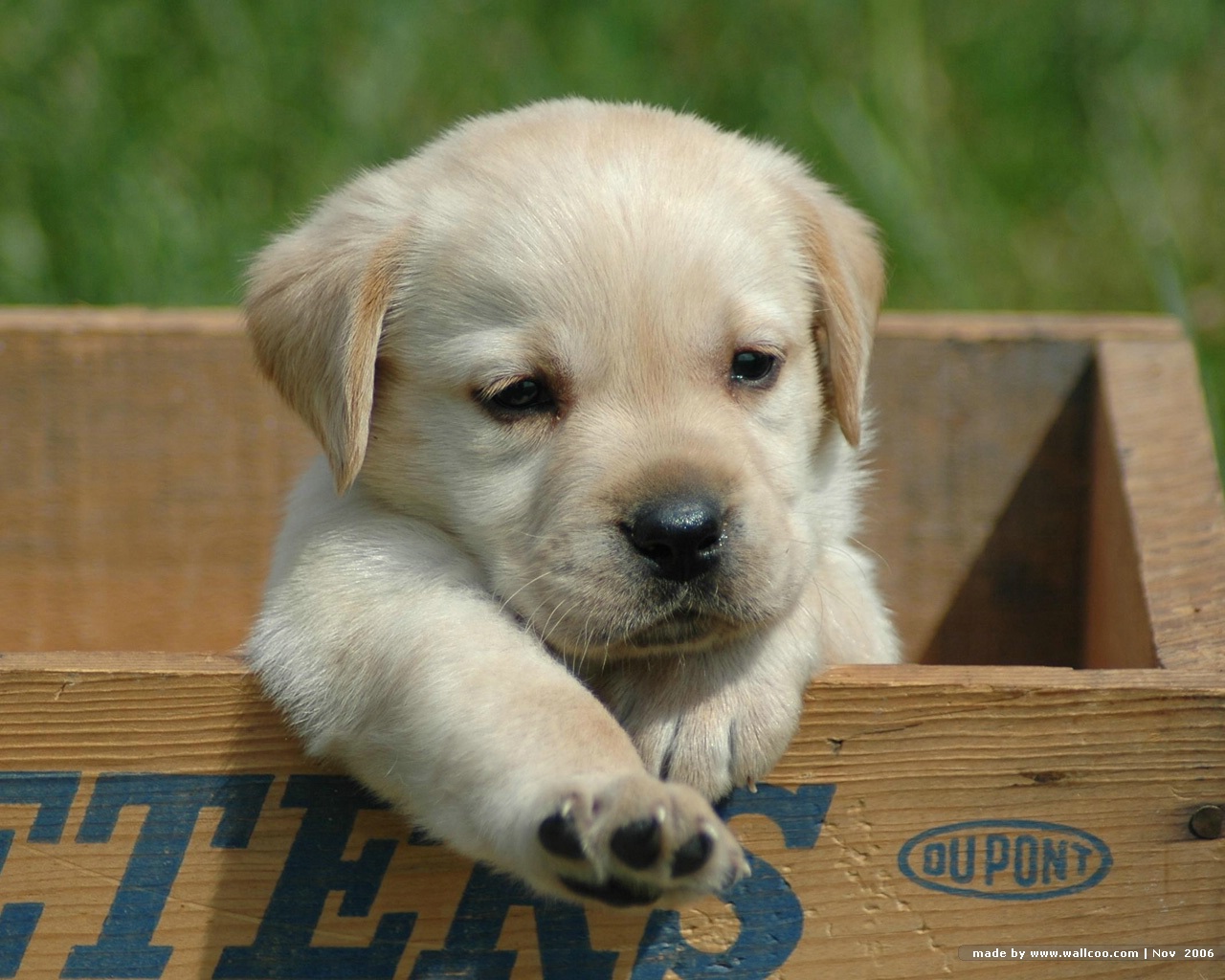 Labrador_Retriever_puppies_345958802erEQmn_fs.jpg