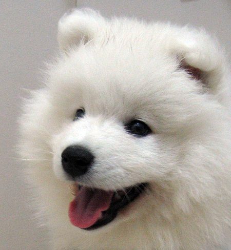 tintin_samoyed01_jpg_w450.jpg