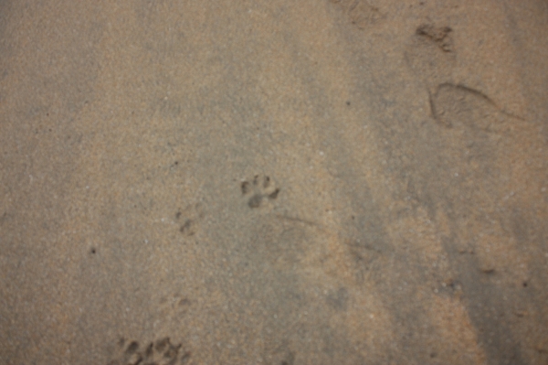 43742163_snap_m.jpg 43742163_snap_m.jpg