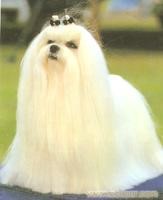 马尔济斯犬  600-2500不等.jpg