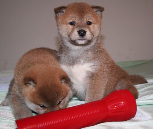 秋田犬 600元-50000元.jpg