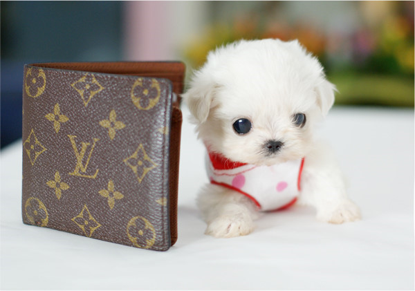 茶杯犬  5000~10000.jpg