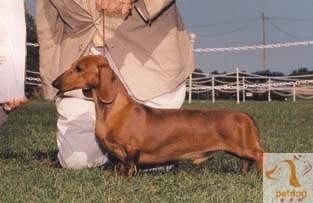 腊肠犬  800-1200.jpg