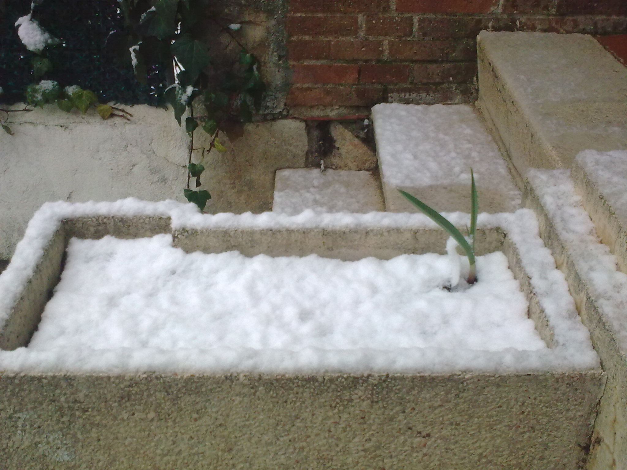 雪啊，别把我番茄籽冻死了，我刚种上没几天