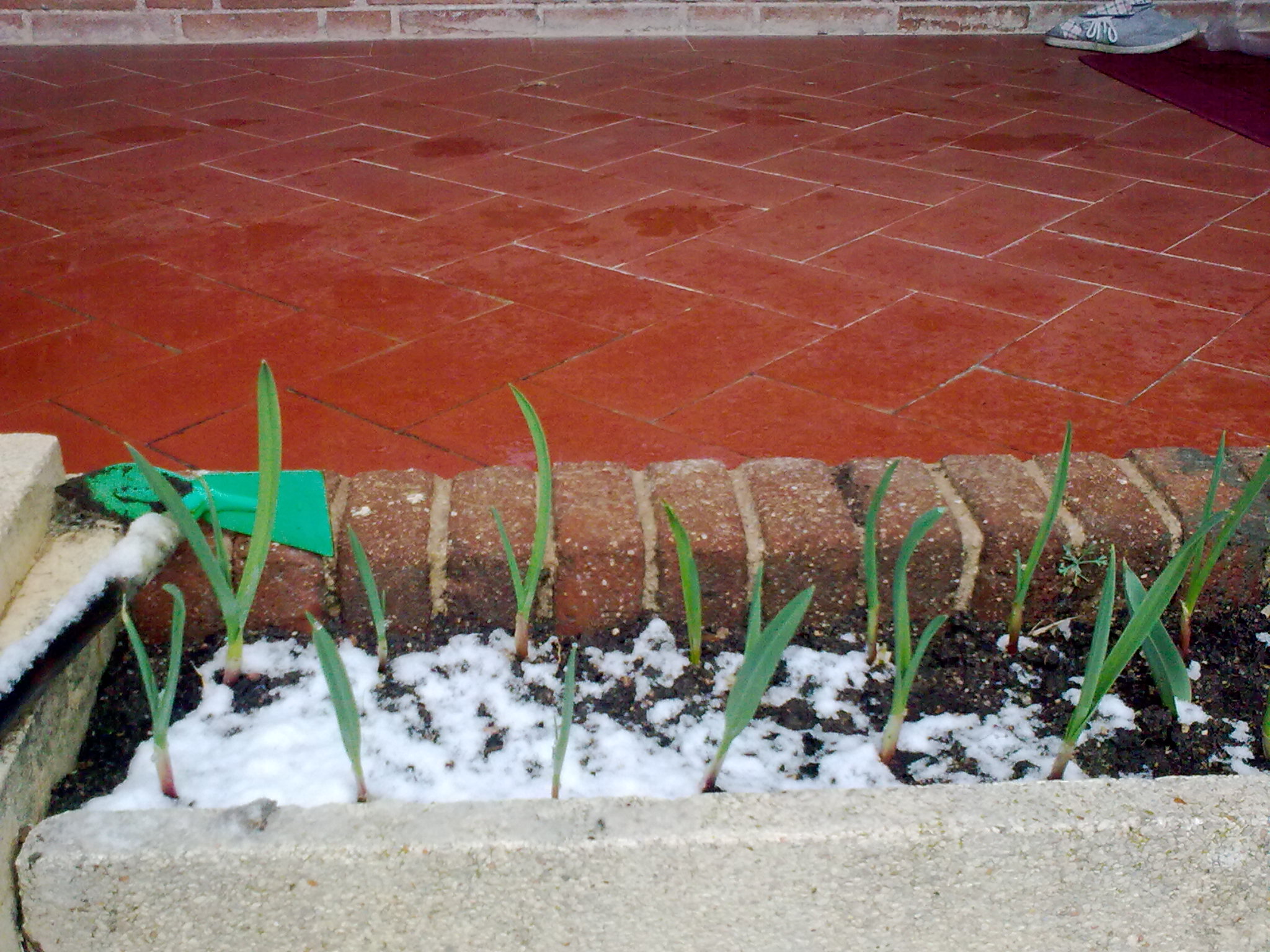 今年有经验了，埋得浅长得快齐。去年的埋得深好久才长出来。