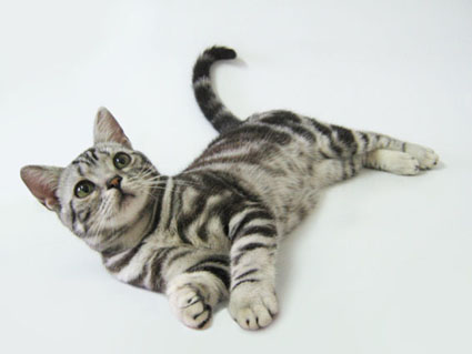 american-short-hair-cat.jpg
