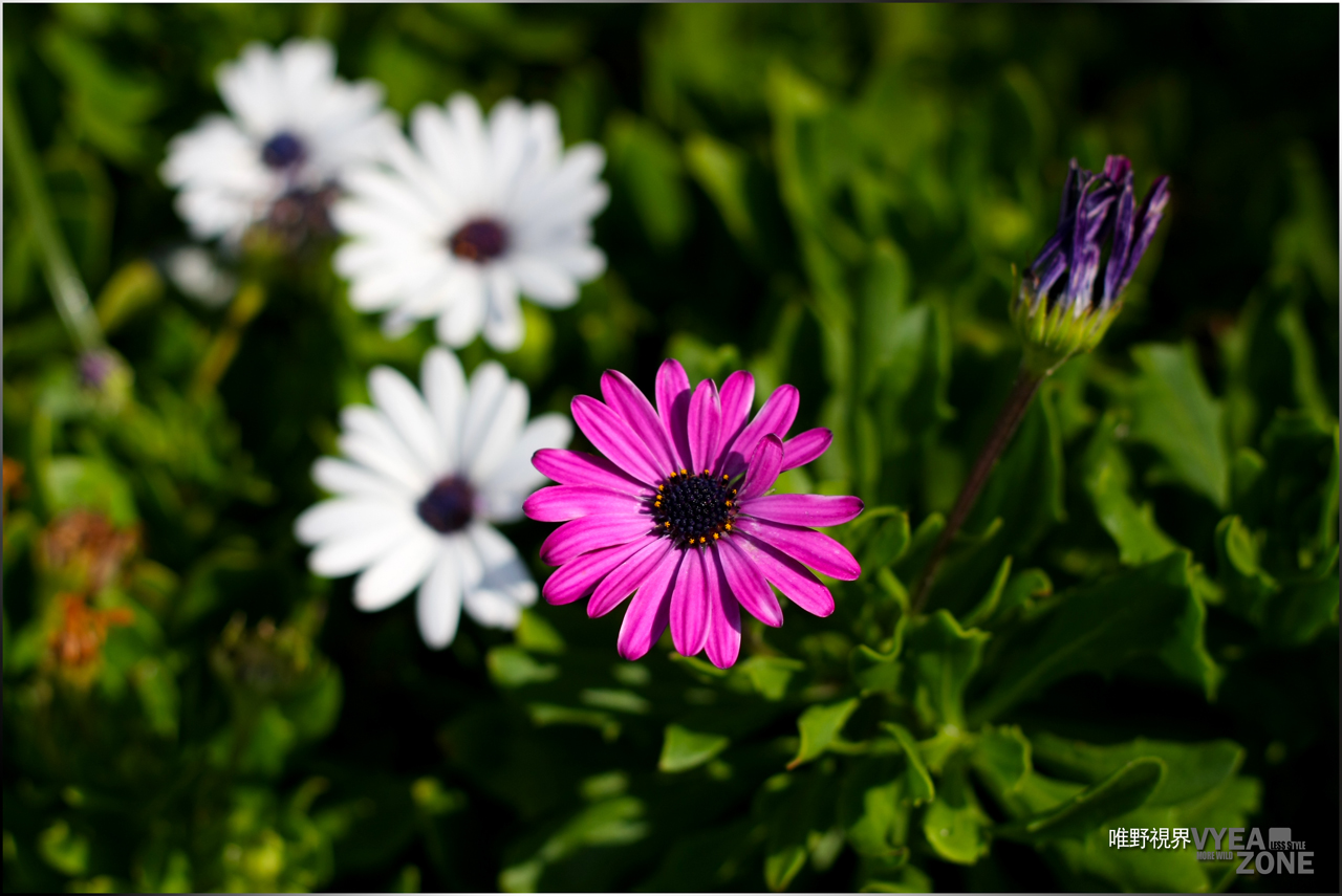 20110307IMG_2333 G.JPG