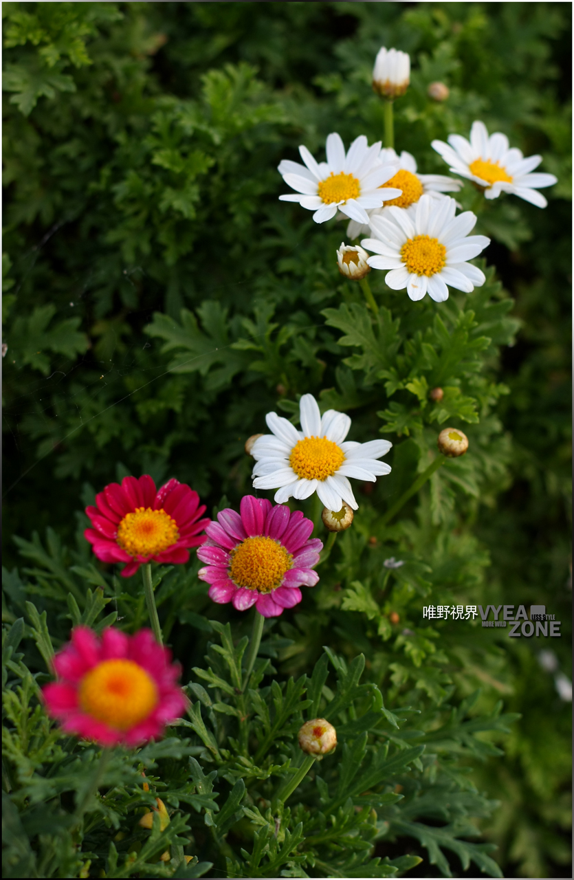 20110307IMG_2336 G.JPG