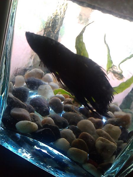 C360_2011-04-19 18-03-54.jpg