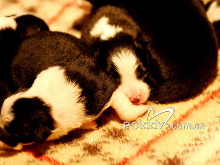 20050524dogbz_(3)_thumb_GZoz01xLXOOo.jpg 20050524dogbz_(3)_thumb_GZoz01xLXOOo.jpg