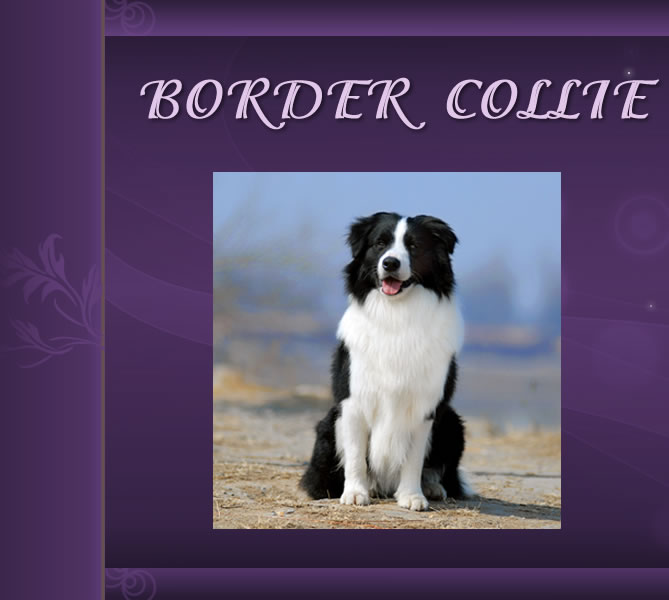 index_r1_c1.jpg index_r1_c1.jpg