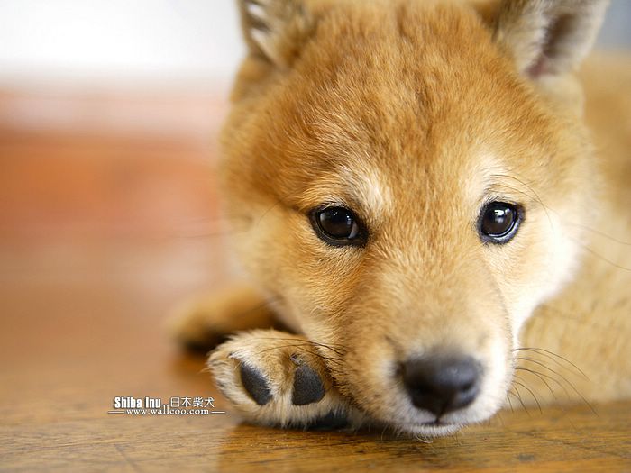 Shiba_Inu_dog_wallpaper_GP136_350A.jpg
