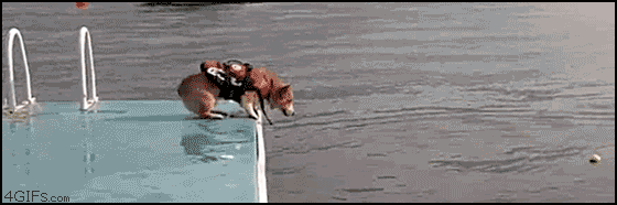 Corgi_flopdive.gif