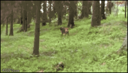 Deer_runsover_dog.gif