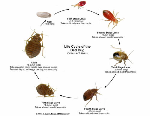 bed-bug-cycle.jpg