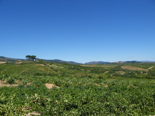 camino de santiago 031.jpg