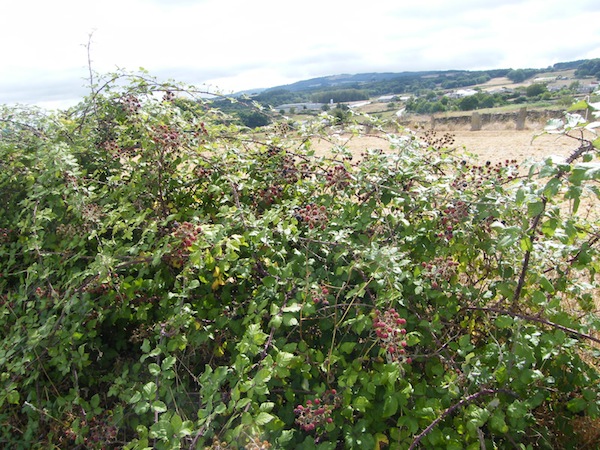 camino de santiago 095.jpg