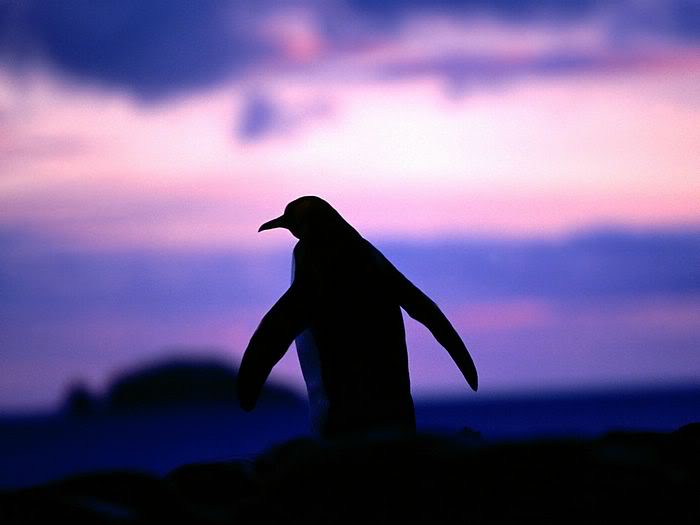 5Bwallcoo_com5D_penguin_wallpape-1.jpg