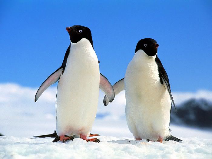 5Bwallcoo_com5D_penguin_wallpape-5.jpg