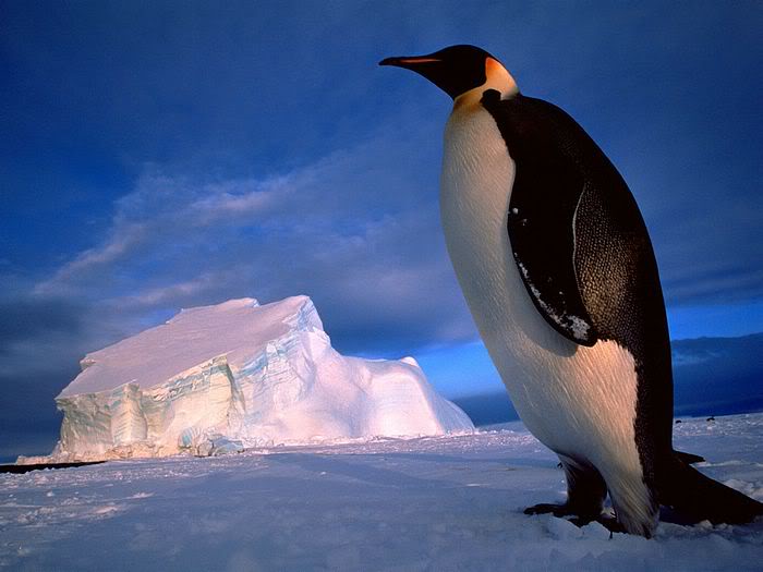 5Bwallcoo_com5D_penguin_wallpape-7.jpg