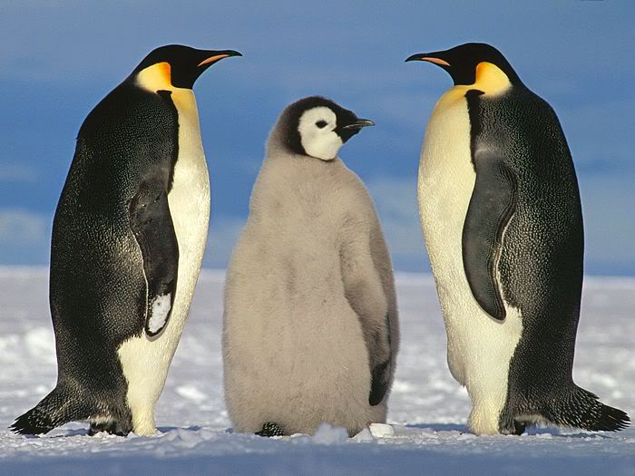 5Bwallcoo_com5D_penguin_wallpape-13.jpg