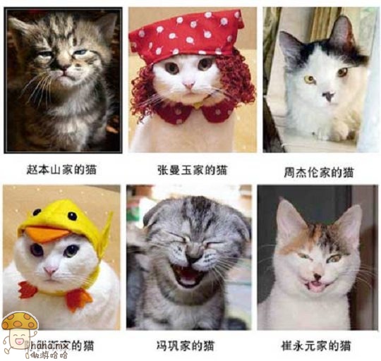 明星家的猫.jpg