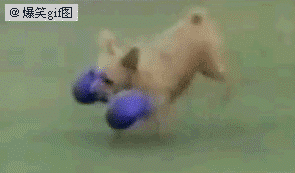 这狗狗好强大！太可爱了！.gif
