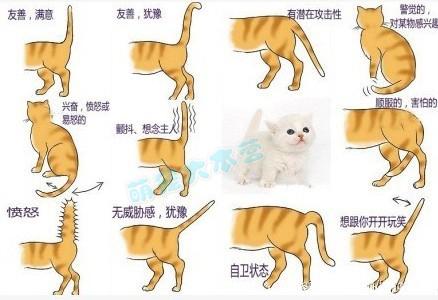 尾巴不同姿势的含义，养喵喵的童鞋要知道哦~.jpg