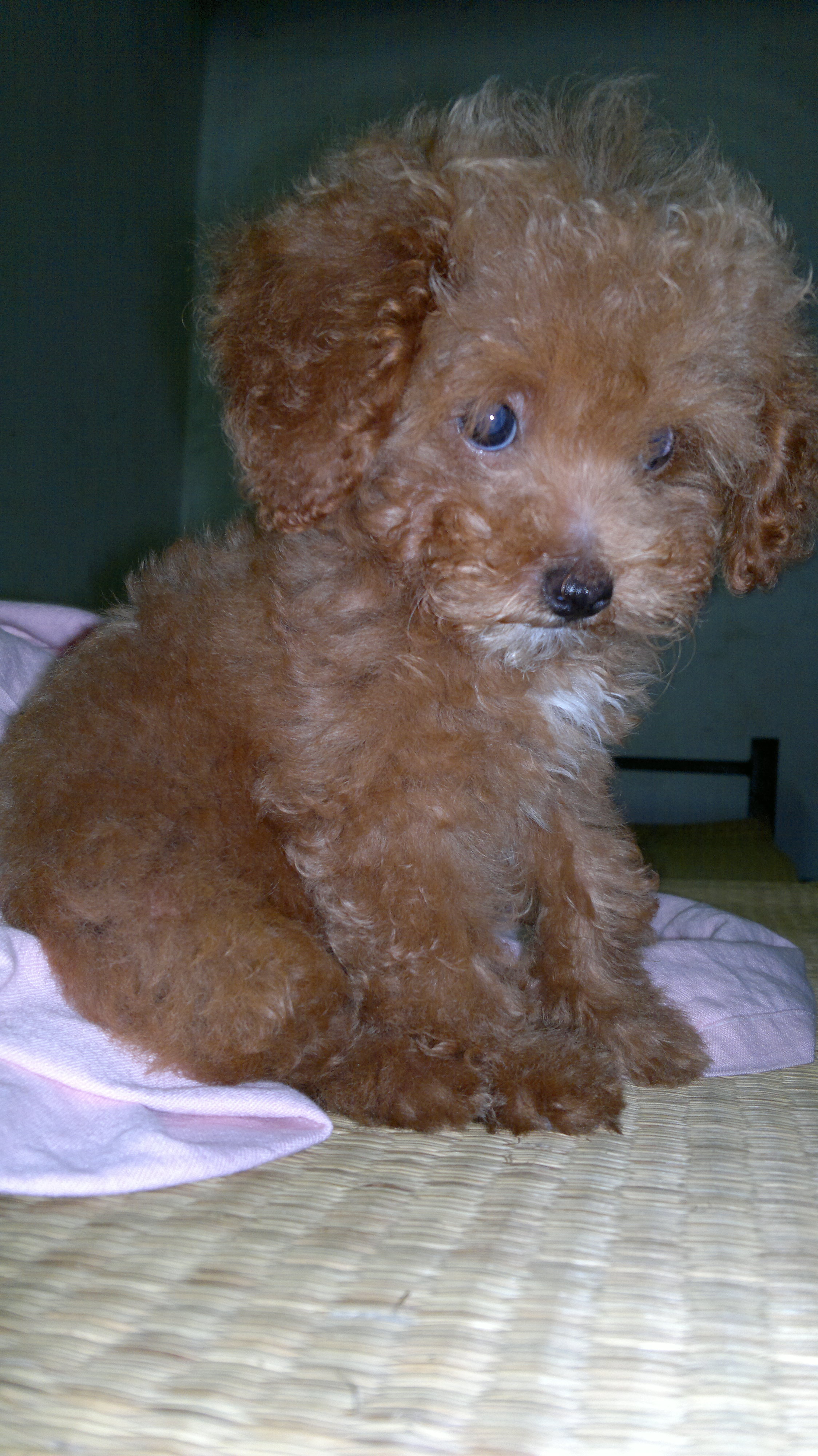 宝贝铁窗 005.jpg