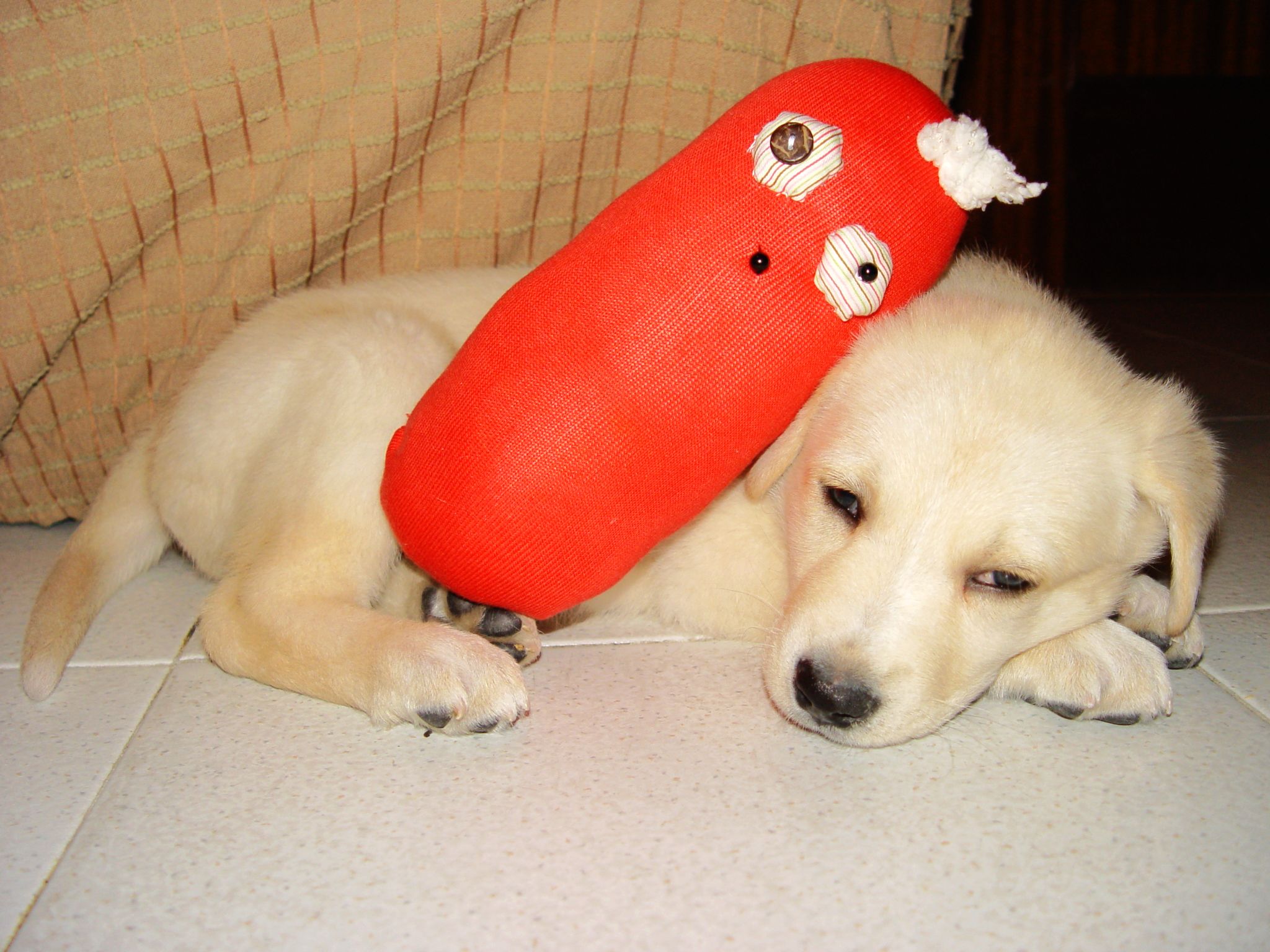 亲手给它做的袜子玩偶,一天后,面目全非