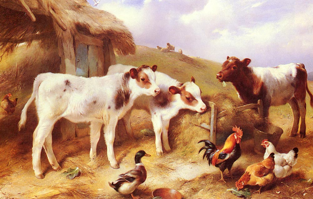 Calves, Chicken and a Duck.jpg