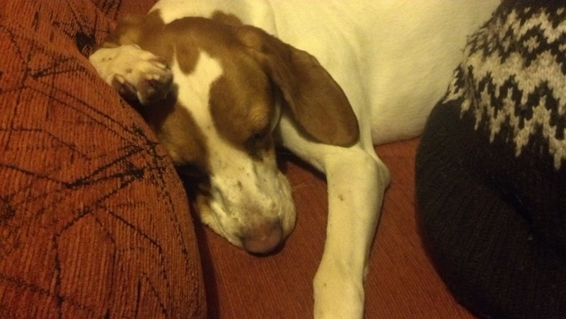 晚上我们不睡觉，它烦躁的在遮光