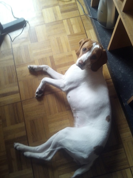 跑步回来贪凉在地板上滚