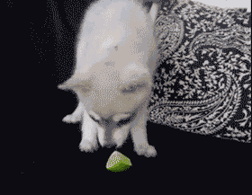 85c48b86jw1drne2e9xkwg.gif