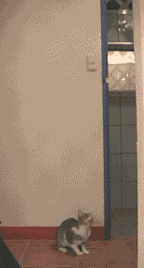 7e87e5d5jw1drq9d0qdcug.gif