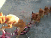 89e2f3d0jw1dp4ctcowjgg.gif