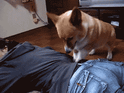 70e0a133jw1dp4dfgnupvg.gif
