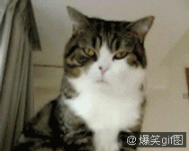 79a00895jw1dmhigoy8zcg.gif