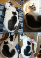 9背着一只猫.jpg