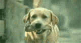6e5c06b1jw1dhsvkh7k19g.gif