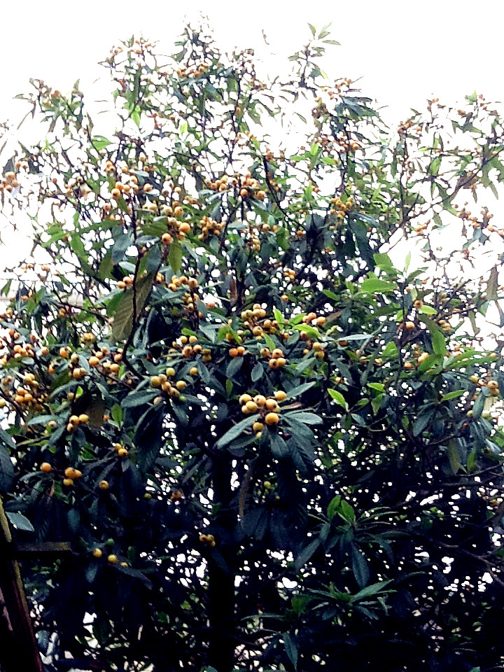 枇杷树