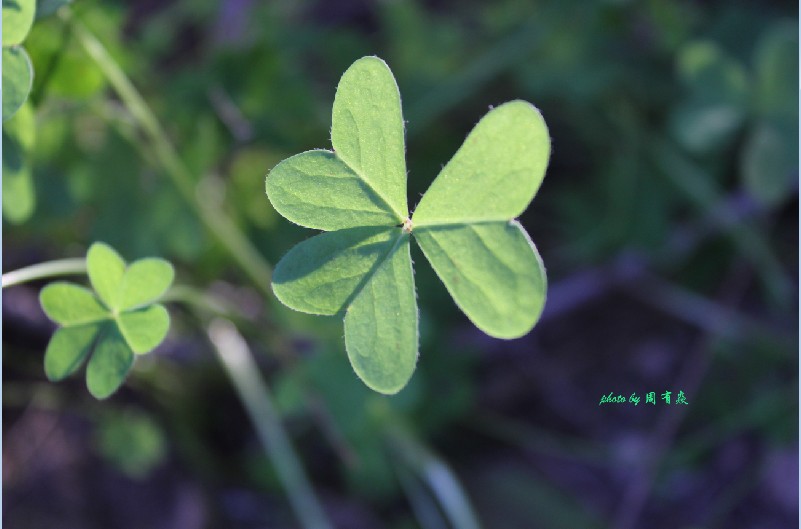 三叶草.jpg