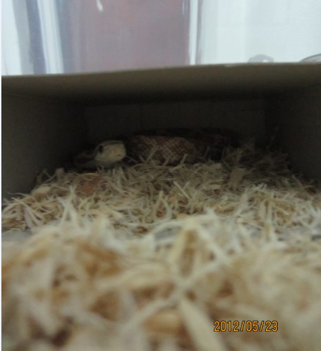 躲在他的小家里