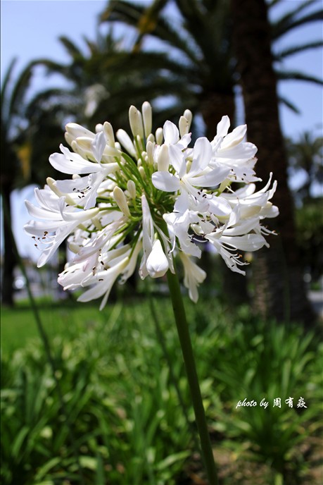 白色的花.jpg