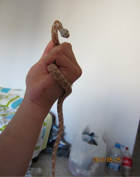 第一次抓在手上