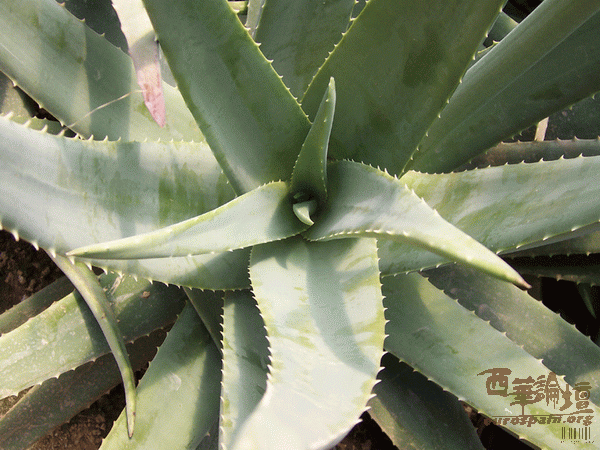 调整大小 20060908115700878.gif